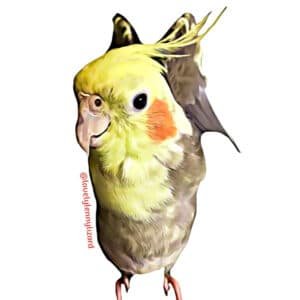 Cockatiel Wave Sticker