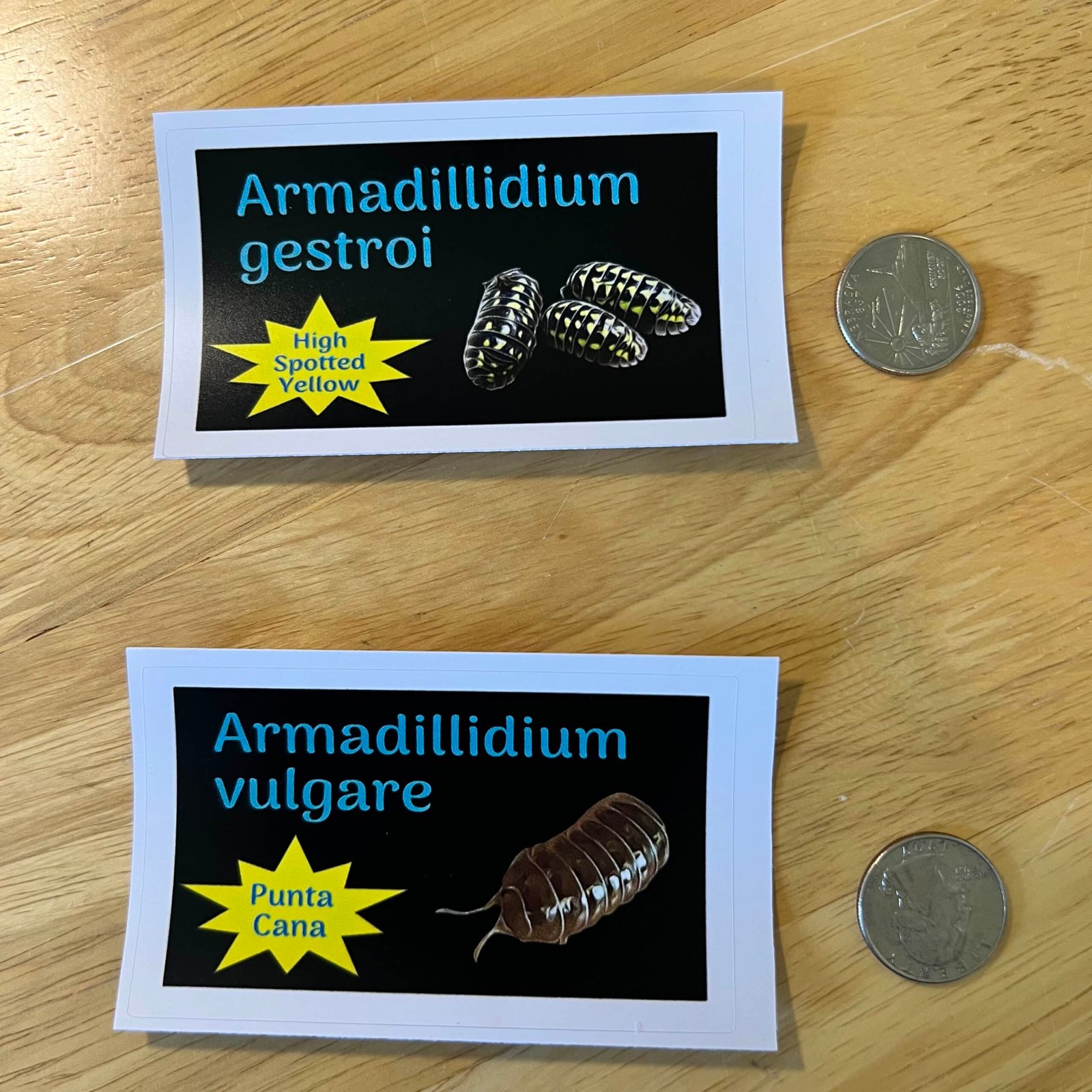 Armadillidium gestroi "High Spotted Yellow" ID Label - Image 3