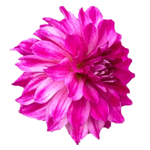 Daphnia Cartoon Flower Sticker