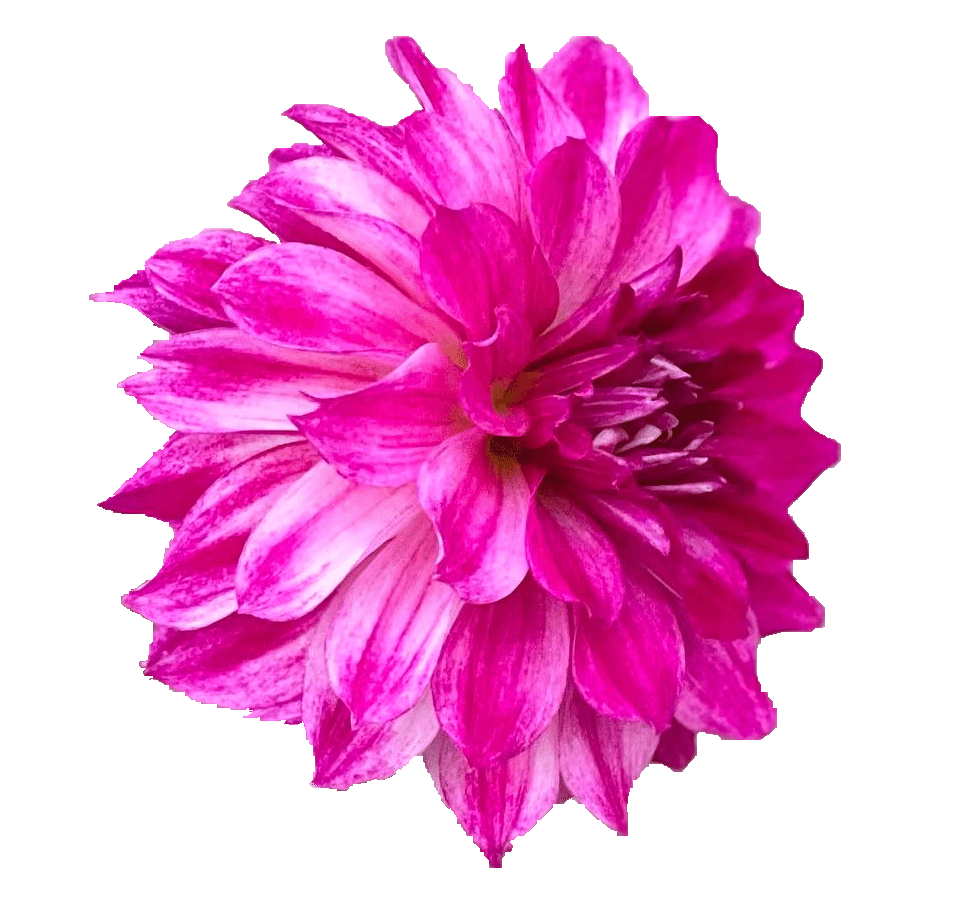 Daphnia Cartoon Flower Sticker