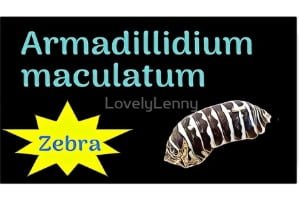 Armadillidium maculatum "Zebra" ID Label
