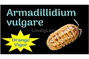 Armadillidium vulgare "Orange Vigor" ID Label