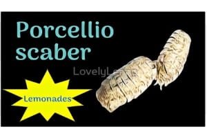 Armadillidium nasatum "Lemonade" ID Label