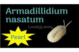 Armadillidium nasatum "Pearl" ID Label