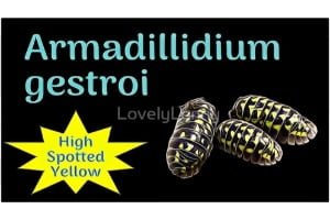 Armadillidium gestroi "High Spotted Yellow" ID Label