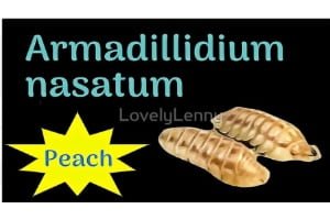 Armadillidium nasatum "Peach" ID Label