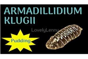 Armadillidium klugii "Pudding" ID Label