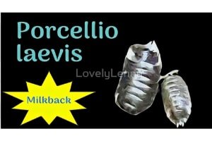 Porcellio laevis "Milkback" ID Label