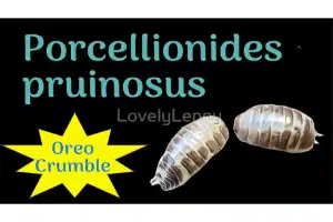 Porcellionides pruinosus "Oreo Crumble" ID Label