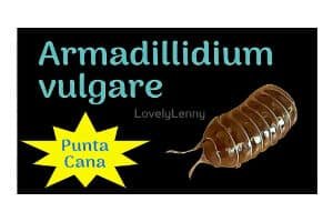 Armadillidium vulgare "Punta Cana" ID Label