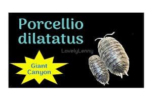 Porcellio diattatus "Giant Canyon" ID Label