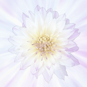 Purple Daphnia Sticker