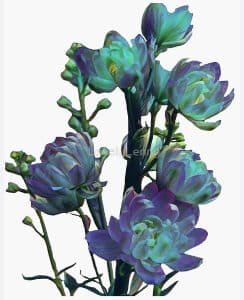 Candle Larkspur Sticker