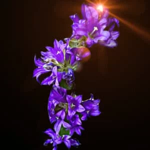 Larkspur Purple Sticker