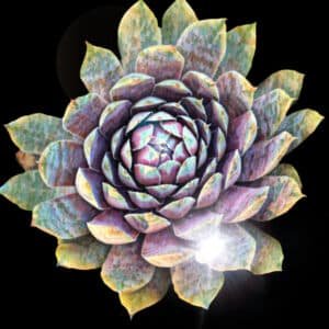 Sun Stressed Succulent Sticker