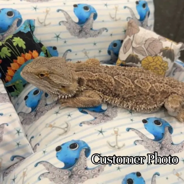 Water Resistant Reptile Couches - Image 26