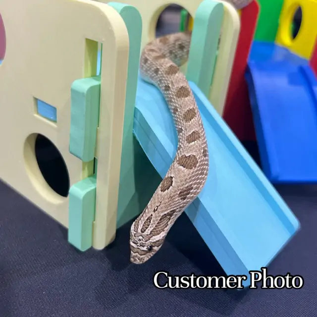 Playground Hide- Enrichment - Image 4