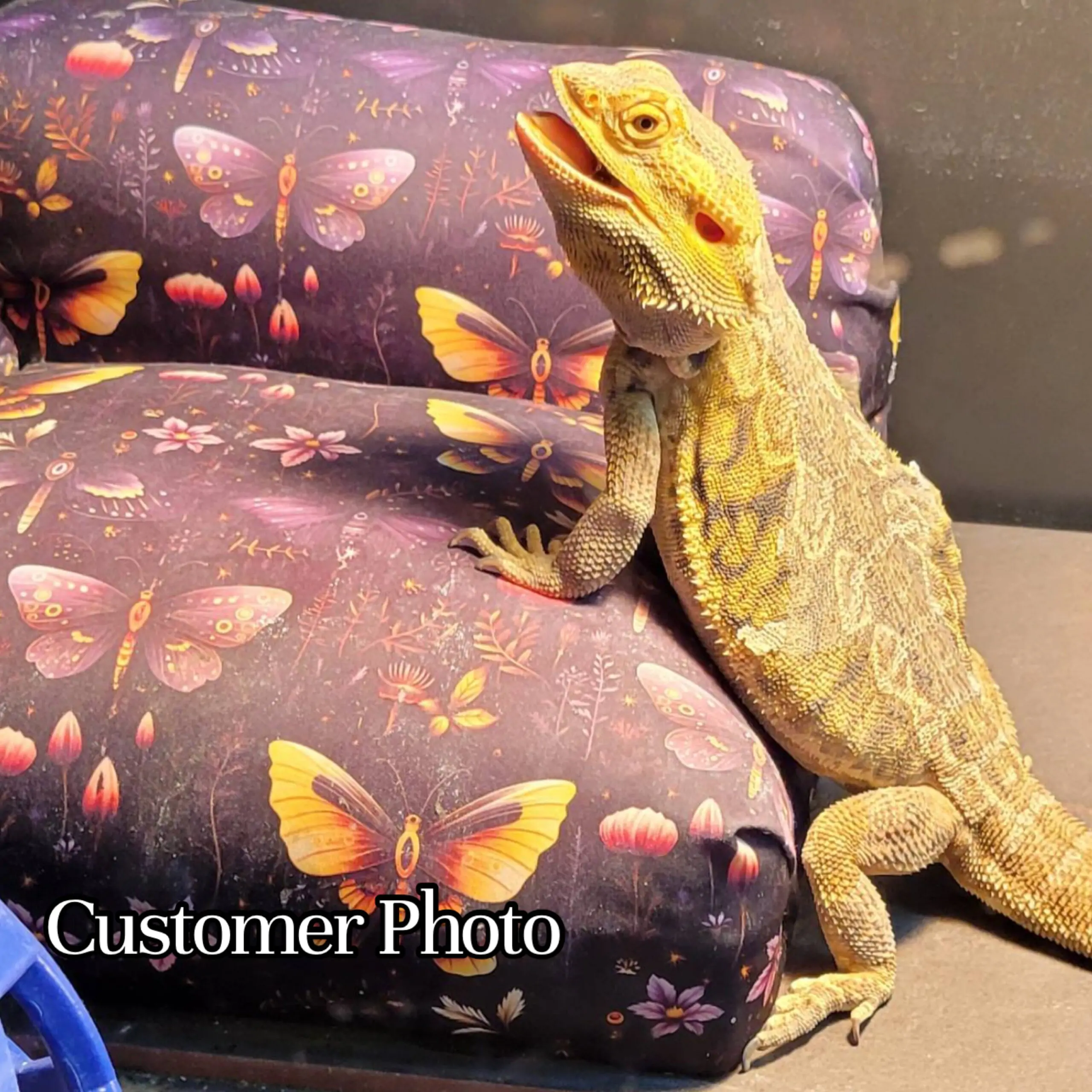 Water Resistant Reptile Couches - Image 7