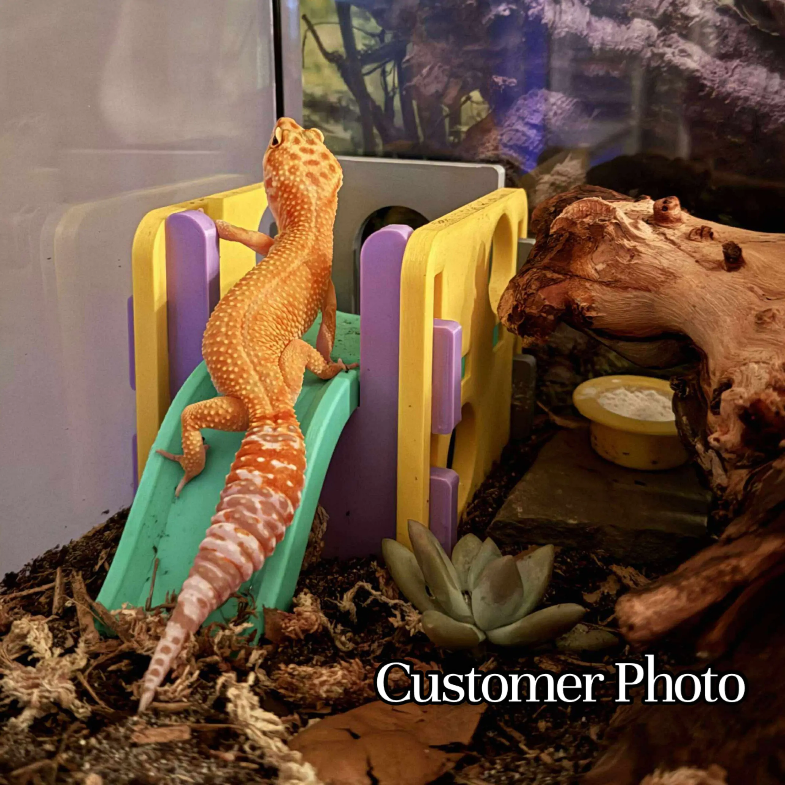 Playground Hide- Enrichment - Image 3