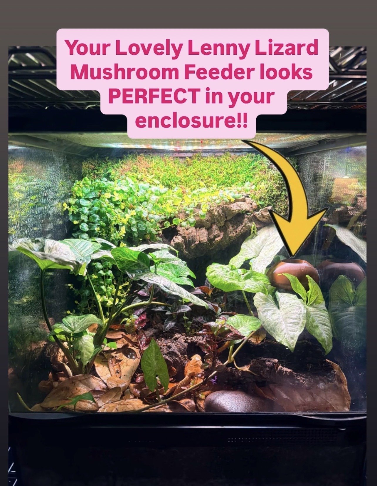 Mushroom Feeder Dish Decor - Image 3