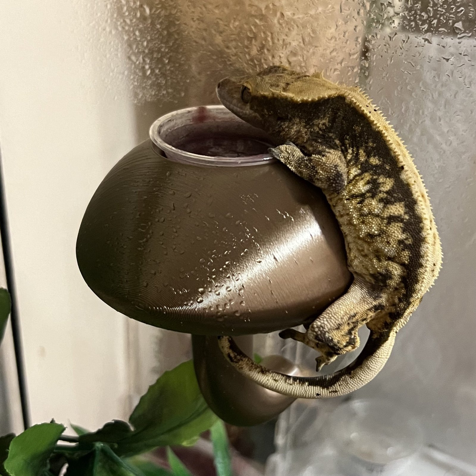 Mushroom Feeder Dish Decor - Image 2